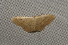 Idaea aversata