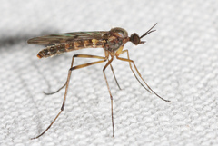Sylvicola