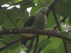 Ptilinopus purpuratus
