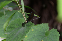 Atrocalopteryx atrata