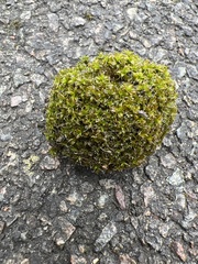 Syntrichia montana