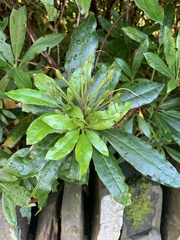 Rhododendron ponticum