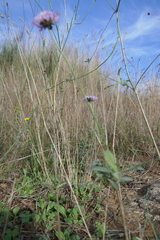 Scabiosa columbaria