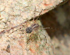 Scytodes