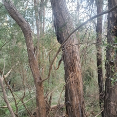 Kunzea leptospermoides
