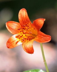 Lilium parvum