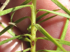 Liatris glandulosa