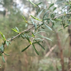 Kunzea leptospermoides