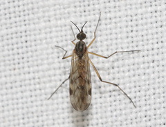 Sylvicola