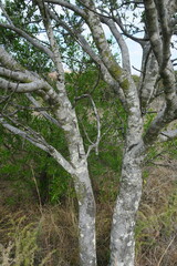 Elaeodendron transvaalense