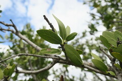 Elaeodendron transvaalense