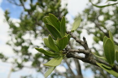Elaeodendron transvaalense