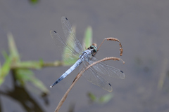 Orthetrum albistylum speciosum