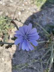 Cichorium intybus