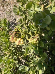 Osteospermum moniliferum