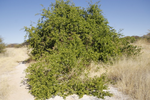 Salvadora persica image