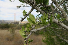 Elaeodendron transvaalense