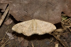 Idaea aversata