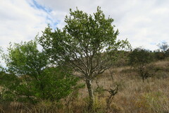 Elaeodendron transvaalense