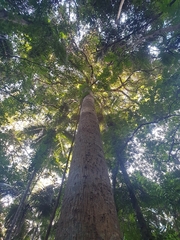 Schizomeria ovata