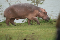 Hippopotamus amphibius
