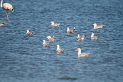 Chroicocephalus genei