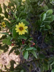 Osteospermum moniliferum
