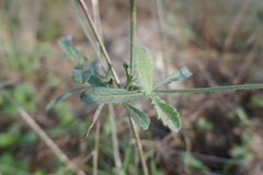 Scabiosa columbaria