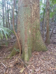 Schizomeria ovata