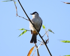 Pycnonotus aurigaster