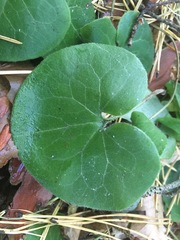 Asarum europaeum