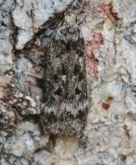 Anacampsis