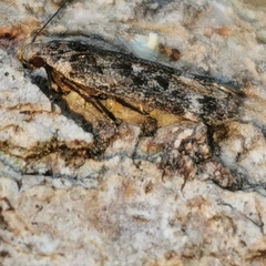 Anacampsis