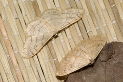 Idaea aversata