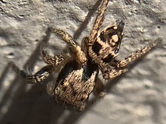 Habronattus coecatus