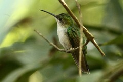 Thalurania furcata