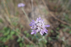 Scabiosa columbaria