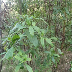 Prostanthera lasianthos