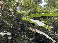 Musa × paradisiaca
