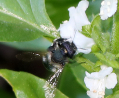Osmia