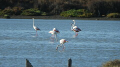 Phoenicopterus roseus