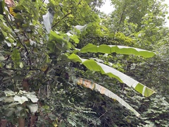 Musa × paradisiaca