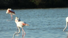 Phoenicopterus roseus