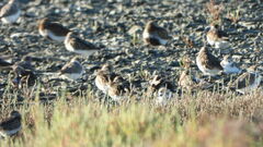 Calidris alpina