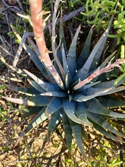 Aloe