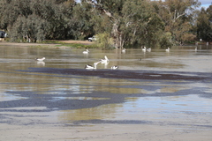 Pelecanus conspicillatus
