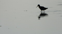 Tringa totanus