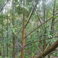 Prostanthera lasianthos