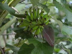 Musa × paradisiaca