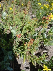 Tetragonia